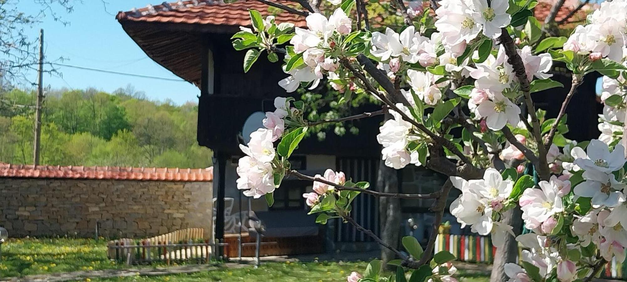 Vila Kesta Za Gosti Roza Elena Exteriér fotografie